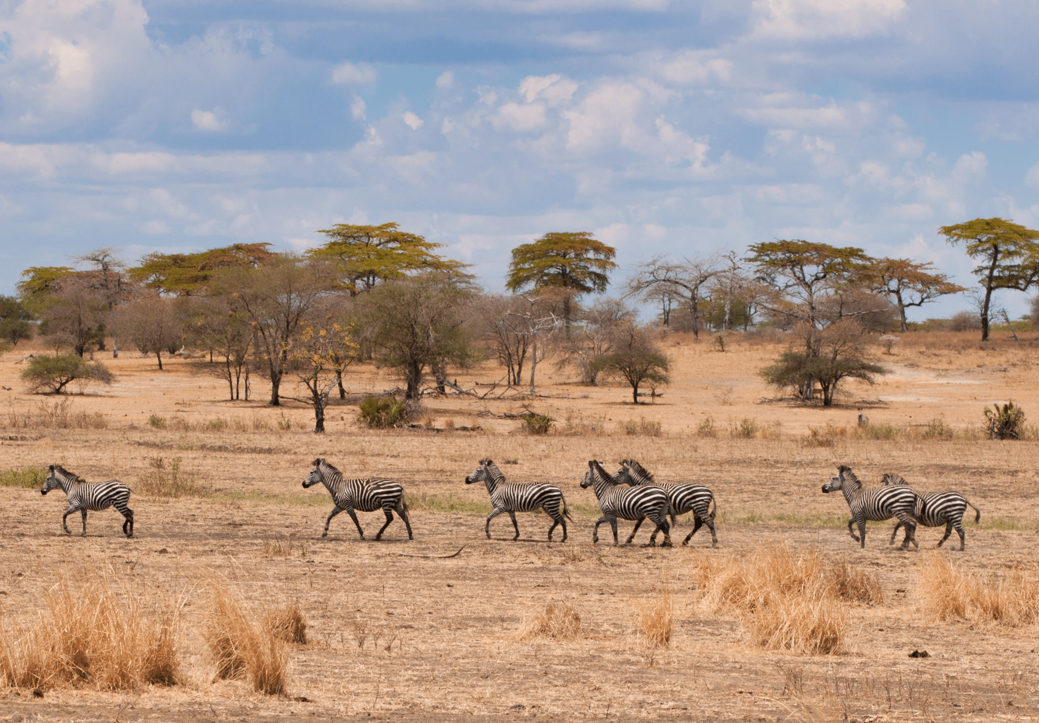 Wildlife Protection